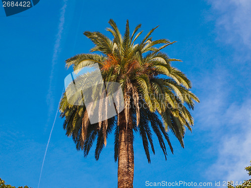 Image of Palm tree