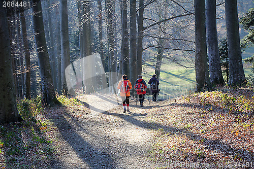 Image of Walk in the woods