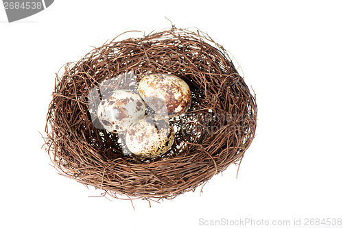 Image of Bird's nest with eggs