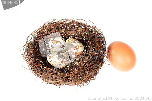 Image of Bird's nest with eggs