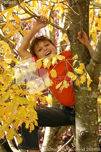 Image of Child climbing in the tree branches