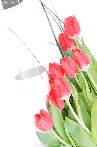 Image of Spring Tulips