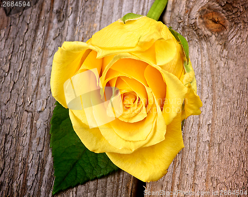 Image of Yellow Rose