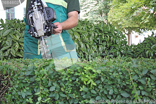 Image of Man trimming hedge