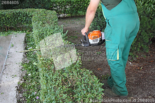 Image of Man trimming hedge_3