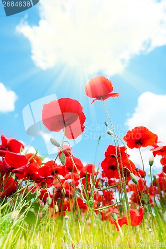 Image of Close-up of poppy flowers