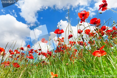 Image of Red poppy flowers