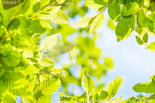 Image of Young spring nut tree