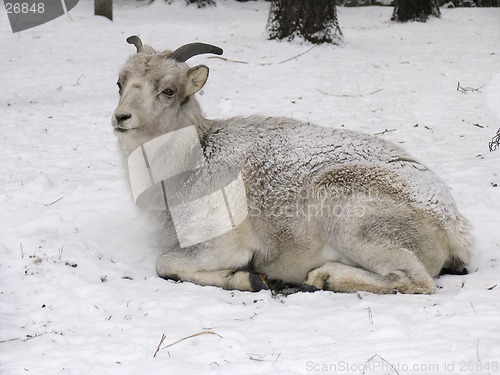 Image of Goat