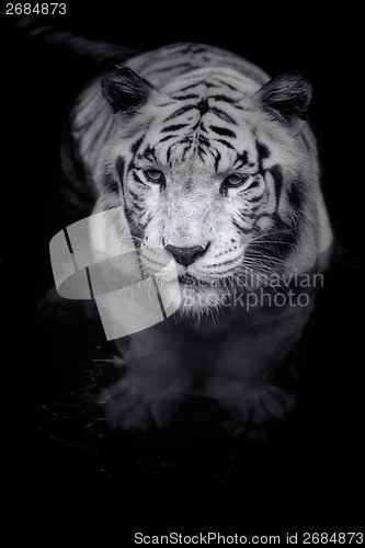 Image of White Tiger