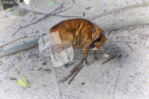 Image of Mouse Deer