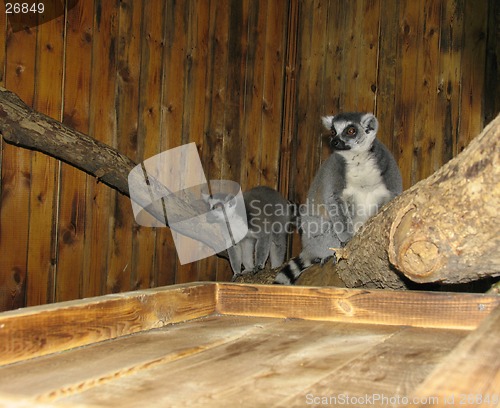 Image of Ring-tailed lemur