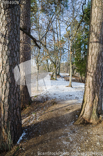 Image of Spring landscape in a Baltic wood