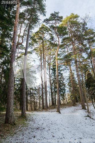 Image of Spring landscape in a Baltic wood