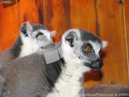 Image of Ring-tailed lemur