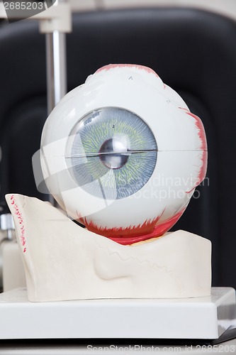 Image of Medical Eye Model