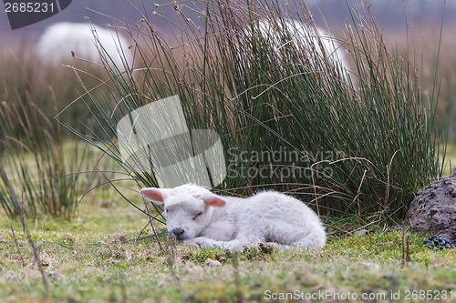 Image of Little lamb