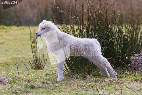 Image of Little lamb