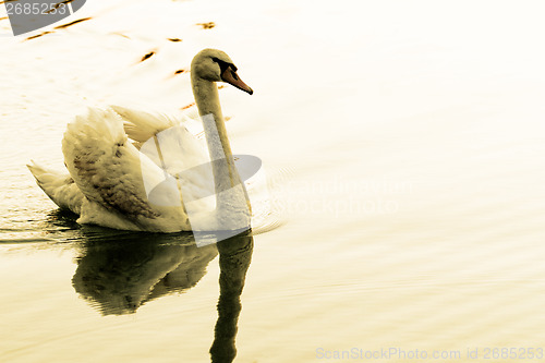 Image of Lonely swan