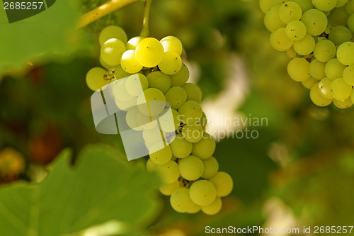 Image of Fresh green grapes