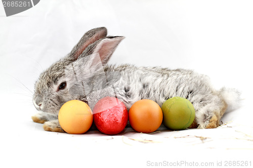 Image of Gray rabbit
