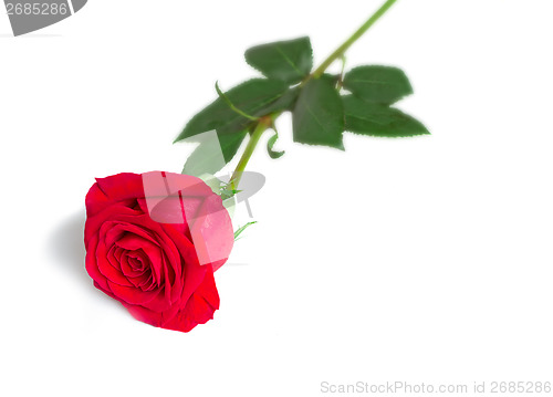 Image of Flower red rose with leaves on a white background.