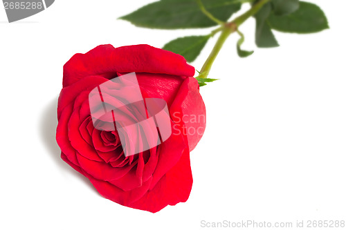 Image of Flower red rose with leaves on a white background.