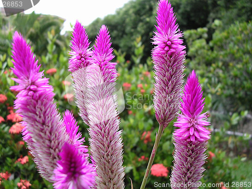 Image of Pink flowers