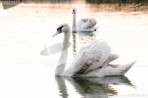 Image of Lonely swan