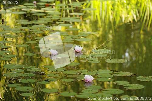 Image of Pink water lily