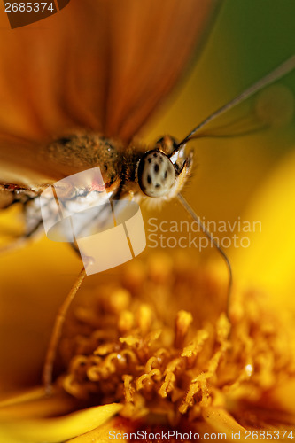 Image of Orange butterfly