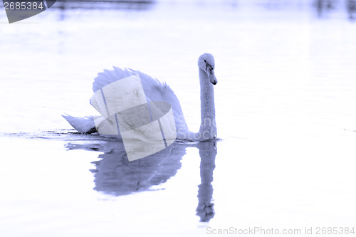 Image of Lonely swan