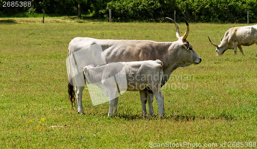 Image of Gray cattle