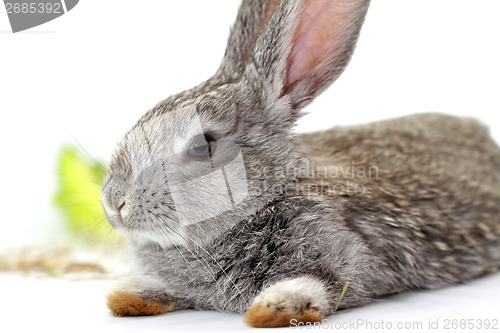 Image of Gray rabbit