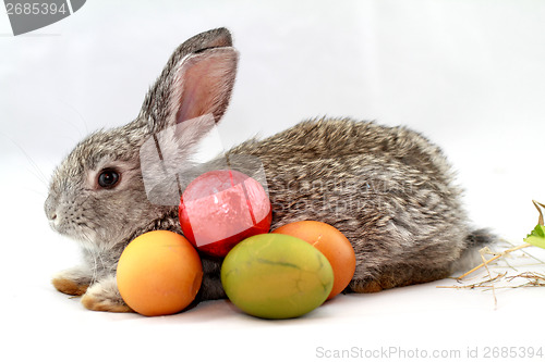 Image of Gray rabbit