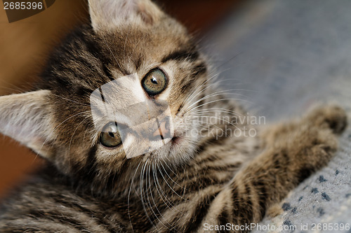 Image of Tabby kitten