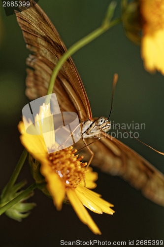 Image of Orange butterfly