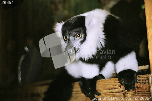 Image of Ruffed lemur