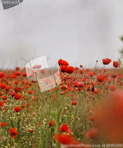Image of Red poppies