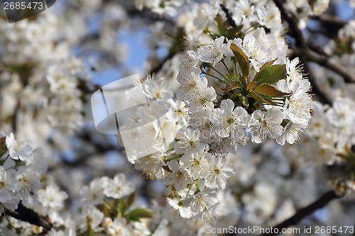 Image of Cherry blossom