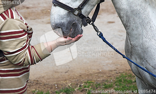 Image of Feeding the horses