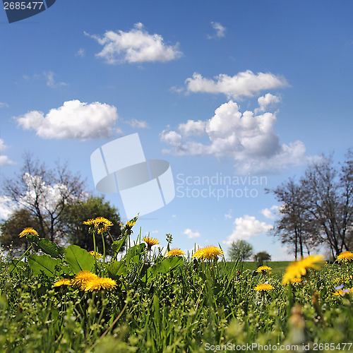 Image of  Flowers dandelion