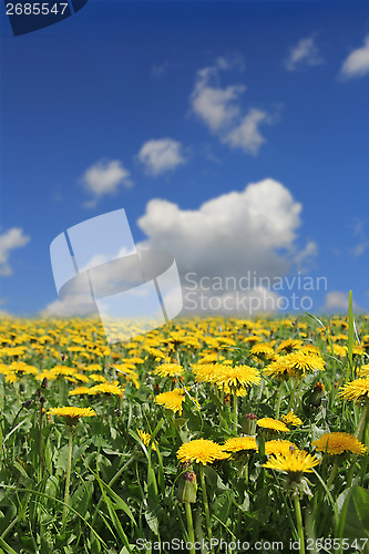 Image of Yellow dandelion