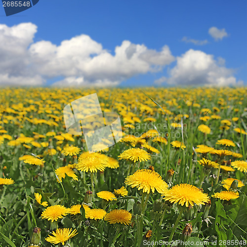 Image of Yellow dandelion1