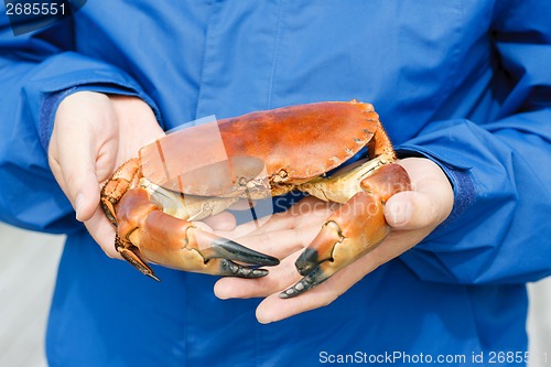 Image of Closeup of man hands holding cooked crab