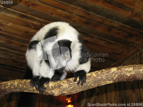 Image of Ruffed lemur