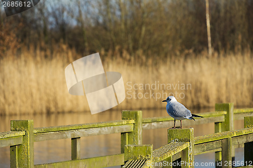 Image of Gull on fence