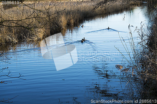 Image of Ducks on lake