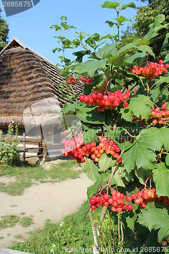 Image of clustered red guelder-rose besides an old house
