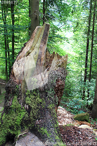 Image of stump in the forest